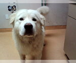 Small Great Pyrenees Mix