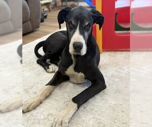 Great Dane Dogs for adoption in Lakewood, CO, USA