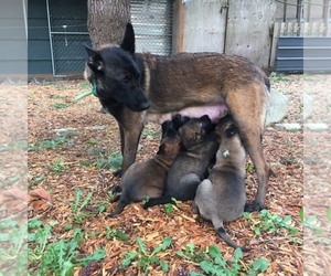 Malinois Puppy for sale in SHELTON, WA, USA