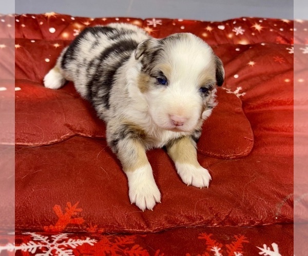 Medium Photo #55 Australian Shepherd Puppy For Sale in SALISBURY, NC, USA