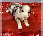 Small Photo #55 Australian Shepherd Puppy For Sale in SALISBURY, NC, USA