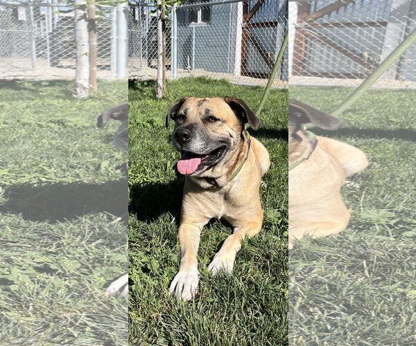 Medium Photo #4 Mutt Puppy For Sale in Emmett, ID, USA