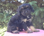 Puppy Blessing Cavapoo