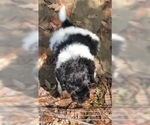 Small Photo #3 Labradoodle Puppy For Sale in FORNEY, TX, USA