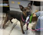 Small Chinese Shar-Pei Mix