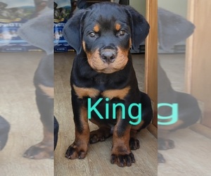 Rottweiler Puppy for sale in GENEVA, NY, USA