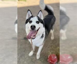 Siberian Husky Dogs for adoption in West Valley, UT, USA