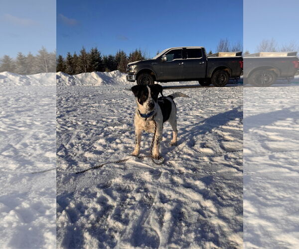 Medium Photo #3 Mutt Puppy For Sale in Garden City, NY, USA