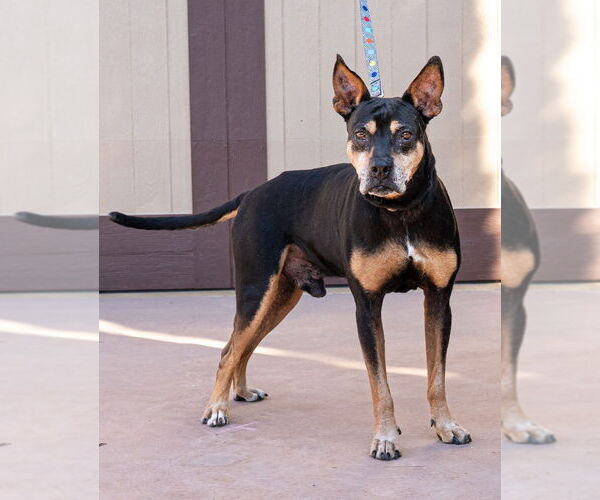 Medium Photo #3 Doberman Pinscher-Unknown Mix Puppy For Sale in Lake Forest, CA, USA