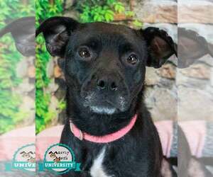 Labrador Retriever-Unknown Mix Dogs for adoption in Kennesaw, GA, USA