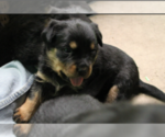 Small Photo #4 Rottweiler Puppy For Sale in ROSEBURG, OR, USA