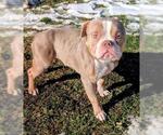 Small Bulldog-Staffordshire Bull Terrier Mix