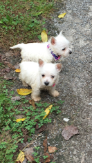 West Highland White Terrier Puppy for sale in SUNBRIGHT, TN, USA