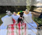 Small #1 American Pit Bull Terrier-Labrador Retriever Mix