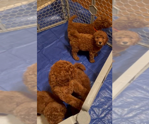 Goldendoodle Puppy for Sale in HUMBLE, Texas USA