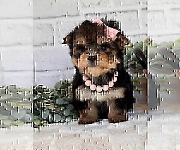 Medium Photo #15 Morkie Puppy For Sale in WINTER PARK, FL, USA