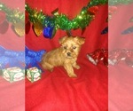 Small #14 Yorkshire Terrier