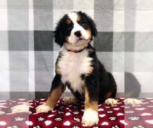 Bernese Mountain Dog Puppy for sale in DUNDEE, OH, USA