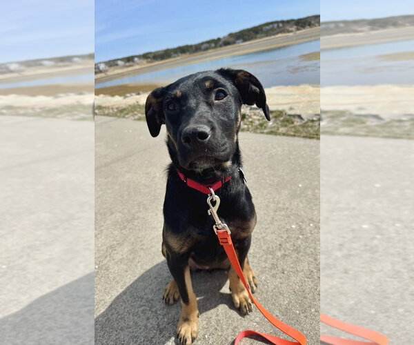 Medium Photo #10 Labrenees Puppy For Sale in Oak Bluffs, MA, USA