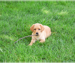 Small #4 Labrador Retriever