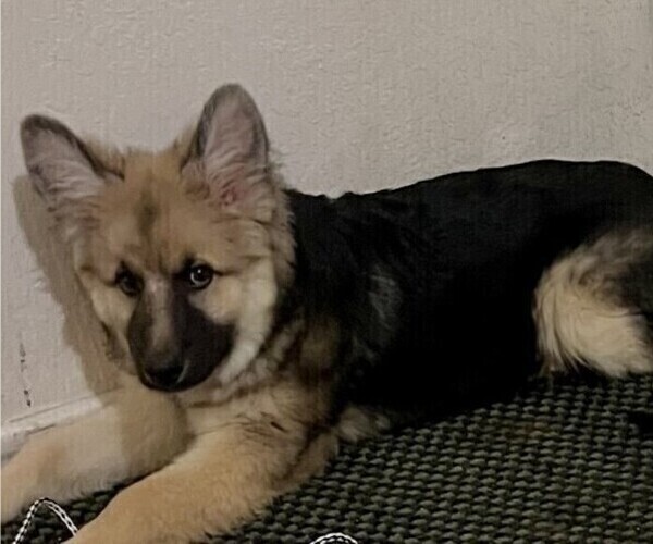 Medium Photo #2 King Shepherd Puppy For Sale in GRAND CANYON CAVERNS, AZ, USA