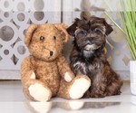 Small Photo #1 Shorkie Tzu Puppy For Sale in MOUNT VERNON, OH, USA