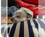 Small #1 Labrador Retriever-Red Heeler Mix