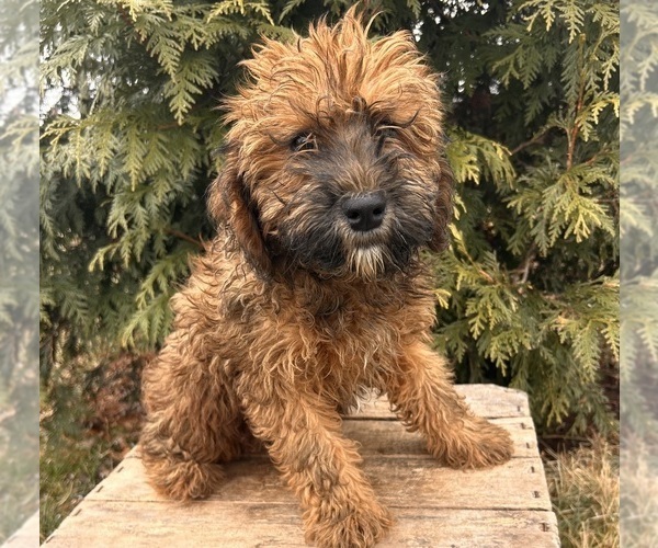 Medium Photo #3 Whoodle (Miniature) Puppy For Sale in MIDDLEBURY, IN, USA
