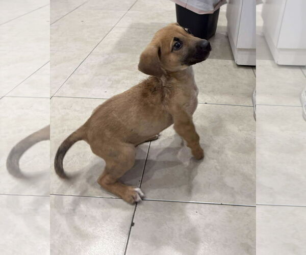 Medium Photo #11 German Shepherd Dog-Unknown Mix Puppy For Sale in San Diego, CA, USA
