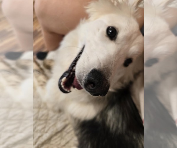 Medium Photo #3 Mutt Puppy For Sale in Dahlgren, VA, USA