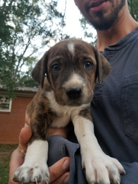 Medium Photo #5 Mountain Cur-Tennessee Treeing Brindle Mix Puppy For Sale in MBORO, TN, USA
