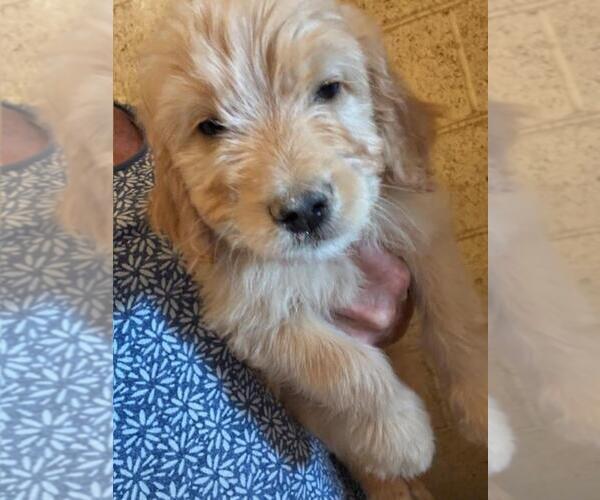 Medium Photo #1 Goldendoodle Puppy For Sale in SCOTTSDALE, AZ, USA