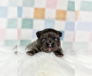 French Bulldog Puppy for sale in FRANKLIN, IN, USA