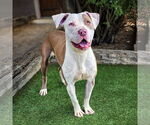 Small #1 American Staffordshire Terrier Mix