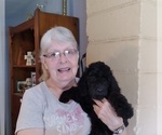 Small Photo #1 Goldendoodle Puppy For Sale in PITTSGROVE, NJ, USA