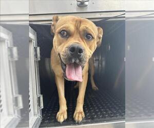Boxer-Unknown Mix Dogs for adoption in Corpus Christi, TX, USA