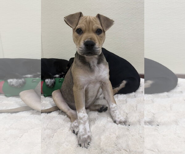 Medium Photo #6 Labrador Retriever-Unknown Mix Puppy For Sale in Jefferson, NJ, USA
