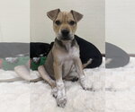 Small #5 Labrador Retriever Mix