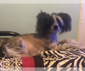 Father of the Chinese Crested puppies born on 05/15/2019