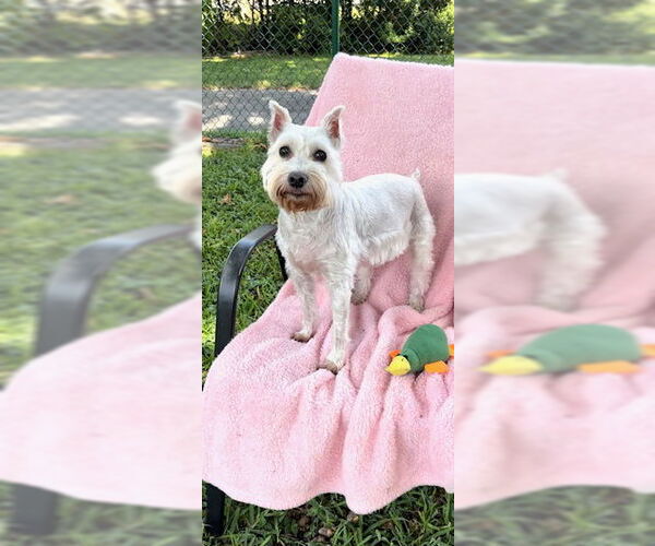 Medium Photo #1 Mutt Puppy For Sale in Weston, FL, USA