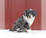 Small #2 Aussiedoodle Miniature 