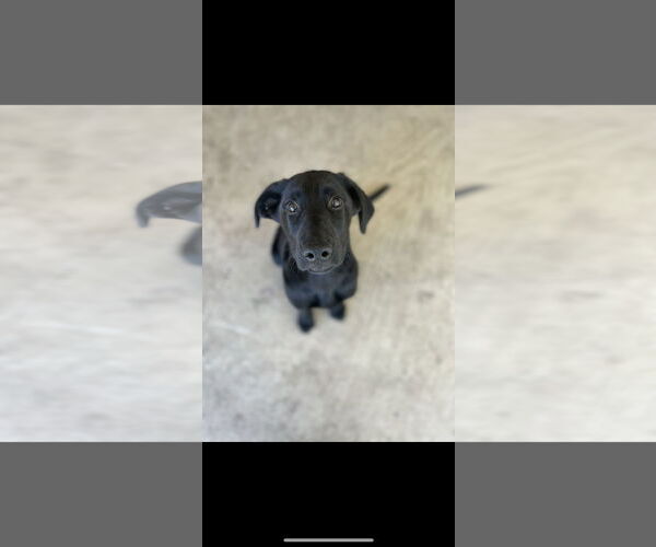 Medium Photo #2 Golden Shepherd Puppy For Sale in Bonita Springs, FL, USA