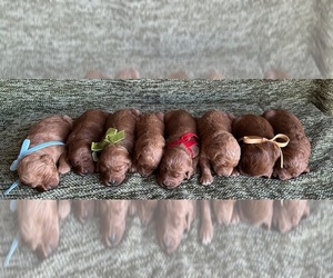 Goldendoodle Litter for sale in WOODBURN, IN, USA