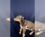Puppy 8 Doberman Pinscher