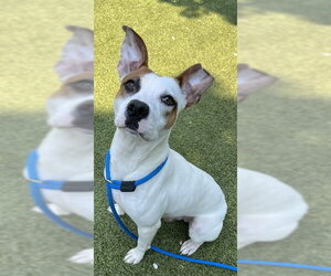 American Pit Bull Terrier-Unknown Mix Dogs for adoption in Newton, NC, USA