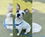 Small American Pit Bull Terrier Mix