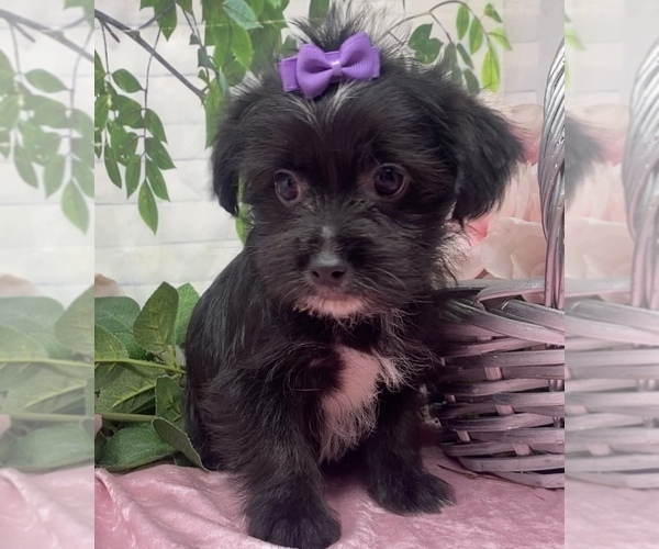 Medium Photo #5 Shorkie Tzu Puppy For Sale in SELLERSBURG, IN, USA
