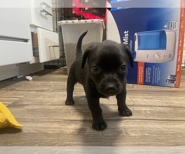 Medium Photo #3 Chiweenie Puppy For Sale in FEDERAL WAY, WA, USA