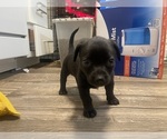 Small #2 Chiweenie