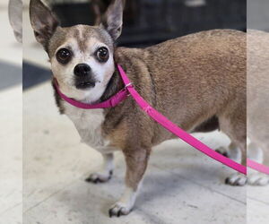 Chihuahua Dogs for adoption in Claremore, OK, USA